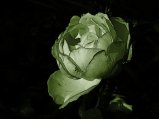 img006.jpeg.small.jpeg