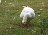 img014.jpeg.small.jpeg