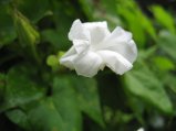 img035.jpeg.small.jpeg